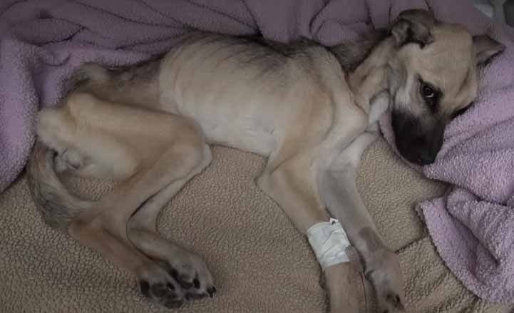 VIDEO: Someone Starved This Dog To The Brink Of Death, But What Happens Next Is Unbelievable!