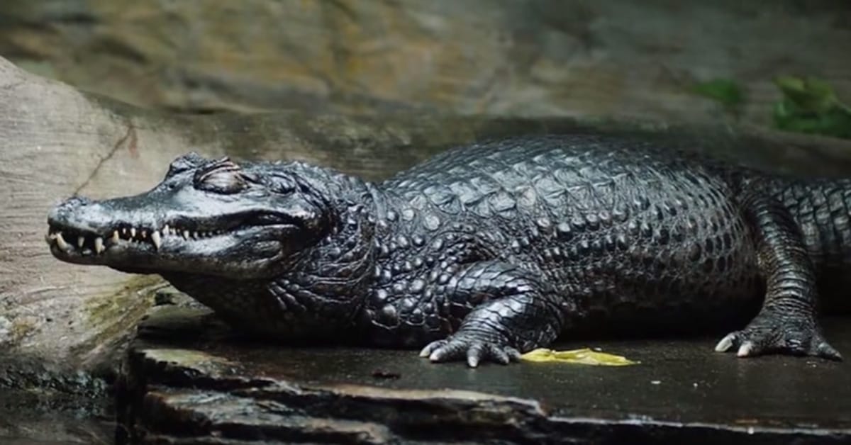 VIDEO: These Are The Deadliest Animals Found In The Amazon. OMG!