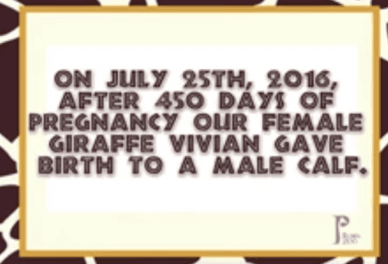 Vivian the Giraffe Gave Birth to a Calf at Night at Animal Adventure Park