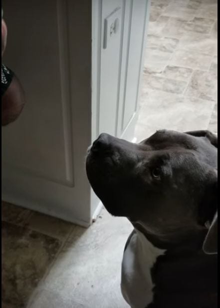 WANNA SEE WHAT A DOG DID WHEN HE TASTED A SOUR CANDY FOR THE FIRST TIME?