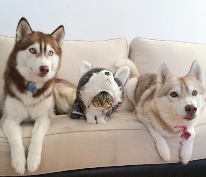 Watch! A Kitten Saved And Raised By Huskies, Now She Thinks She Is A Husky Too!