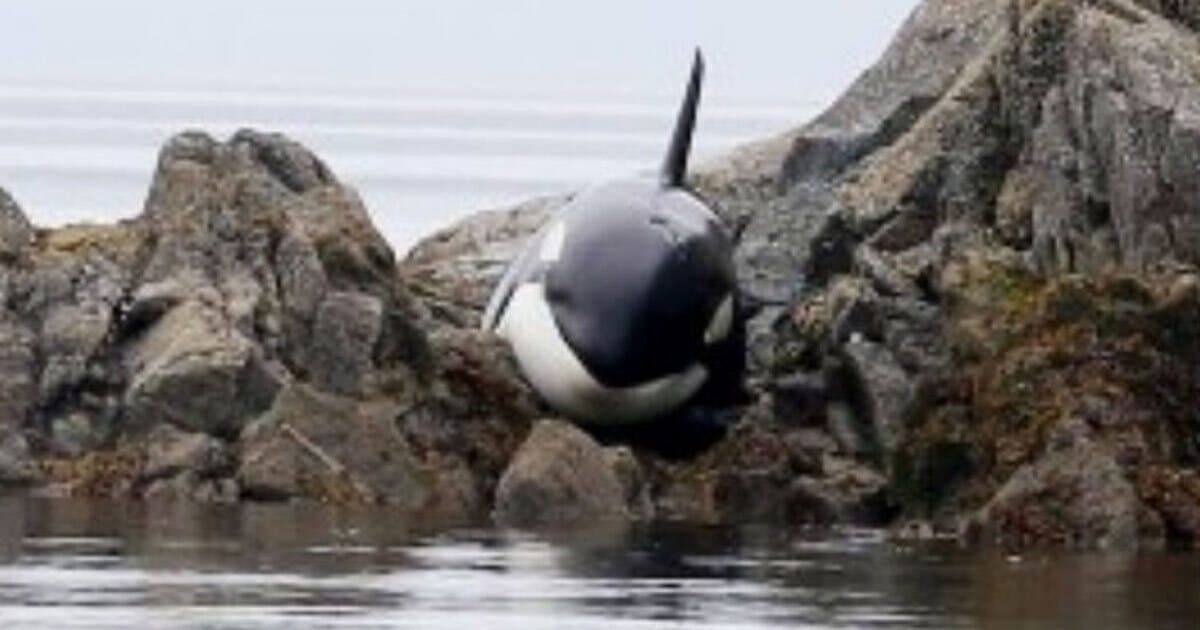 Whale throws itself against woman – when she realizes why, she’s moved to tears