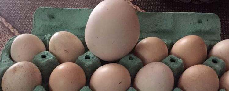 What Lies Inside The Big Mysterious Egg, The Secret Revealed When It Was Cracked!
