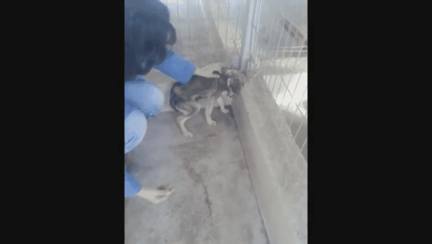 When Petted For First Time, The Dog Frowned And The Reason Will Put You In Shock.
