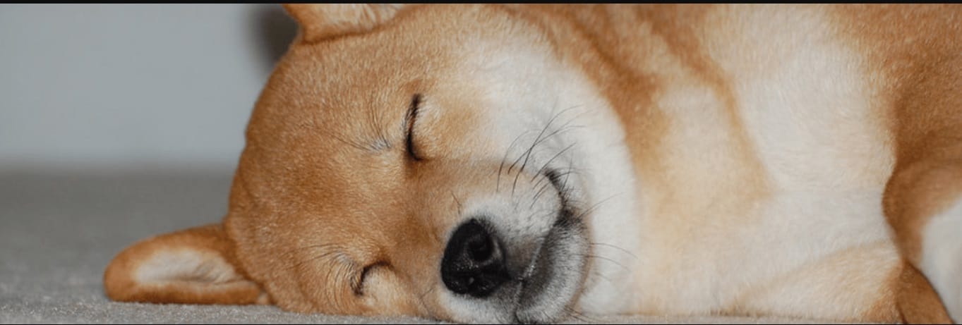 Woman Asks Dog To 'Bark Softly', What He Does Next Is Adorable!