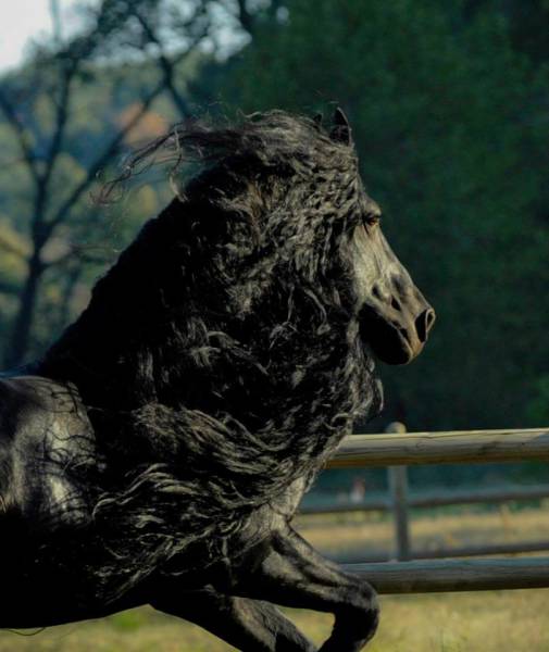 World's Most Handsome Horse, You Will definitely Fall In Love With His Beaauty