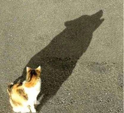 17 Misleading Shadows That Tell A VERY Different Story.