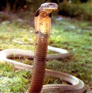 Showdown Between Mongoose And Snakes Stuns Bystanders. Who Will Win?