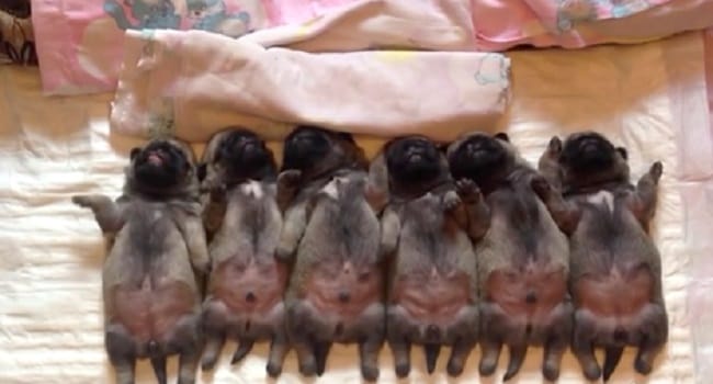 Sleepy Newborn Pugs Go To Bed. Now Watch The Puppy On The Far Left....