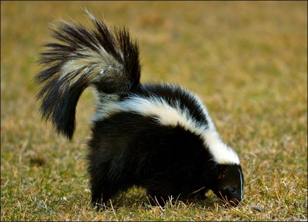 Top 10 Alternative Pets You Should Own Today