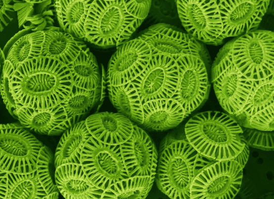 14 Pictures Of Things Seen Really Close Up