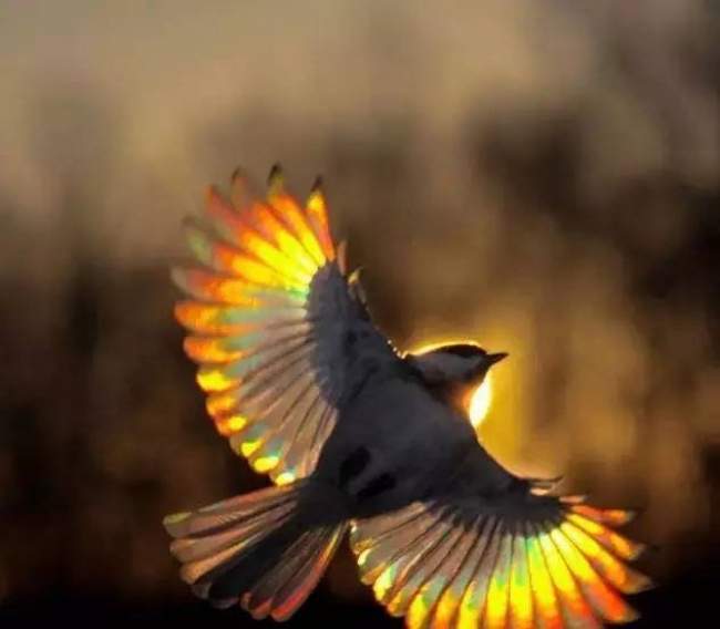 15 Perfectly Timed Photos, Each Of Them Being A Chance In a Thousand