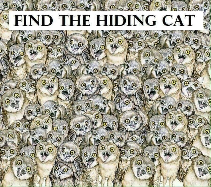 Can You Spot A Cat Among These Owls? It’s A Little Harder Than You Think