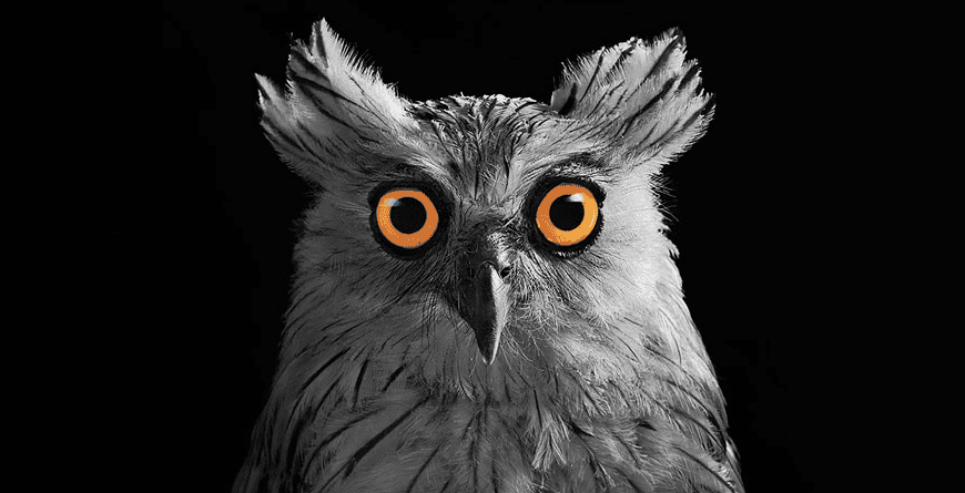 Photographer Captures Stunning Photos Of Owls Like You've Never Seen Before
