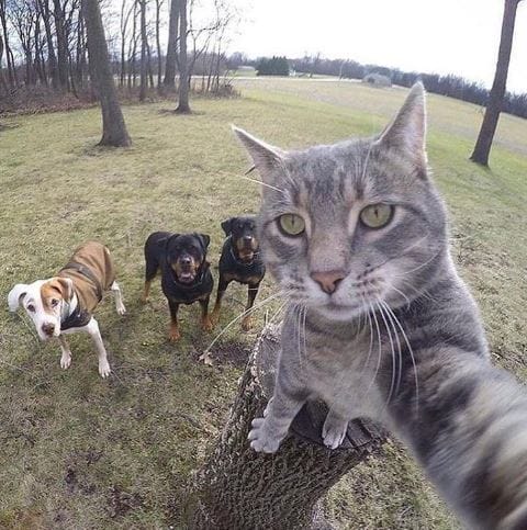 10 Pictures Which Are Clicked At A Perfect Time That Will Amaze You