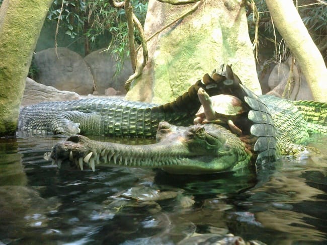 15 Highly Misleading Photos That Make Us Look Twice