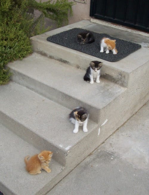 17 Pure And Perfect Things That Will Make You Feel Better.