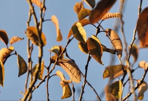 Are You Smart Enough To Spot All The Hidden Animals