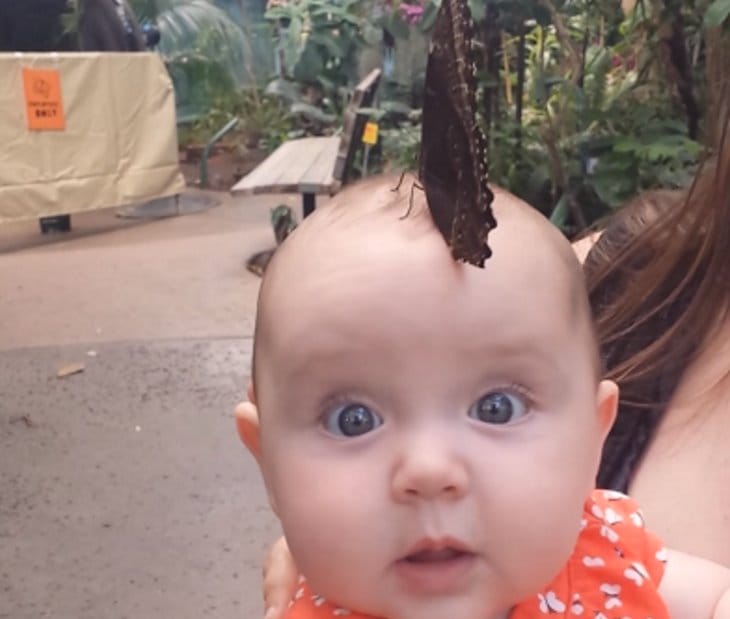Butterfly On Baby’s Head Transforms Into Magical “Hat” Which Leaves Mom In Awe