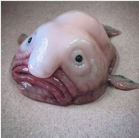 People Stopped This Russian Fisherman For Sharing Pictures Of Unusual Creatures Underwater