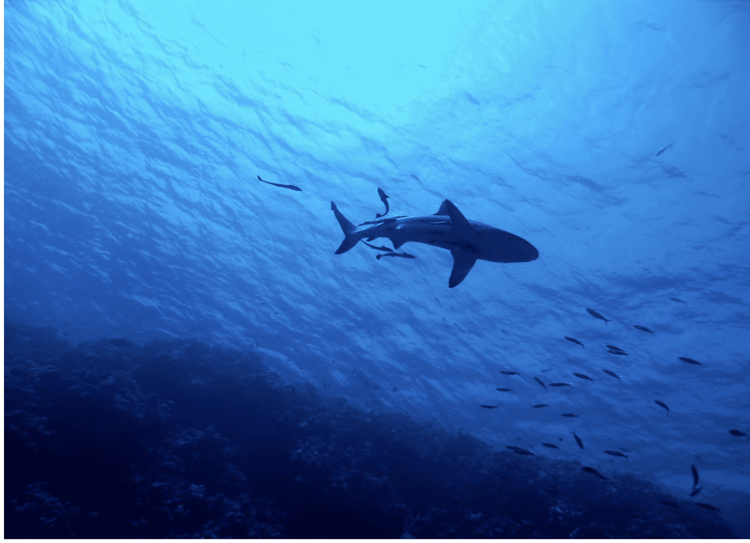 Scientist Located A Living Sharks On An Active Underwater Volcano