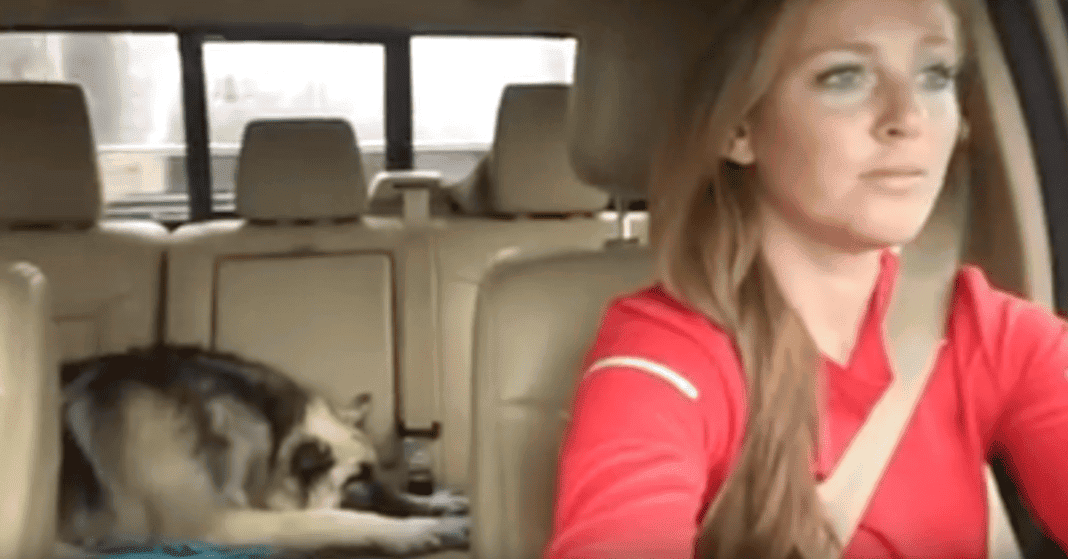 The German Shepard Pup Is Asleep On The Back Seat When Her Favorite Song Comes On
