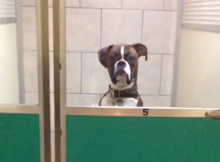 This Dog Gives His Owner The Stink Eye And Its Hilarious Thing To See!