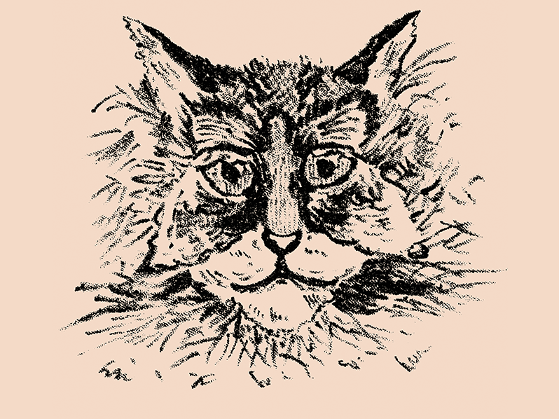 What Do You See In The First Look At This Picture? A Cat? Or A Butterfly?