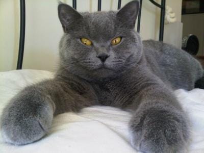 Top 10 Most Expensive Cat Breeds In The World
