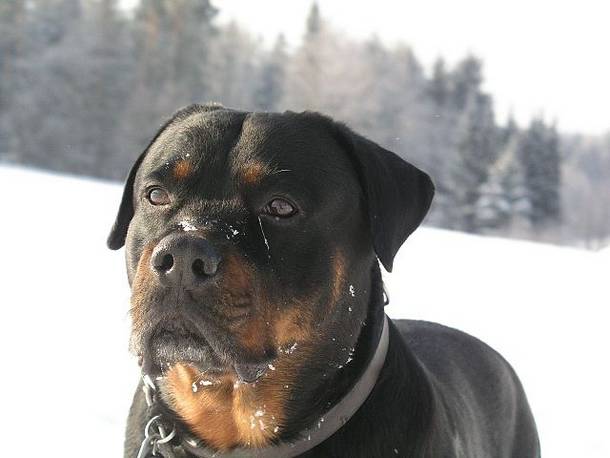 Top 10 Most Expensive Dog Breeds In The World