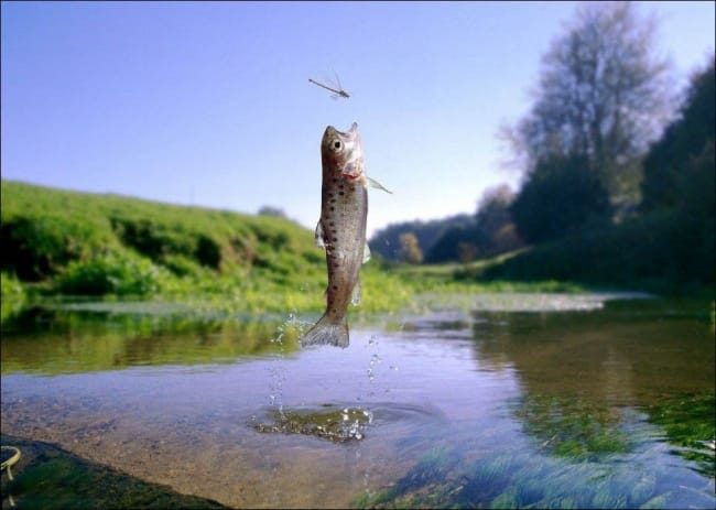 10 Fantastic Photos Taken Just At The Right Moment