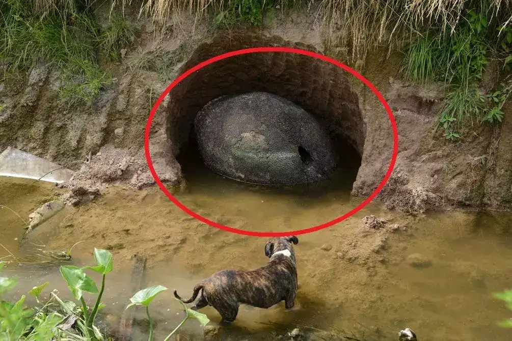 A Man Stumbled Upon Something Weird In The Riverbank And What He Discovered Has Amazed The World