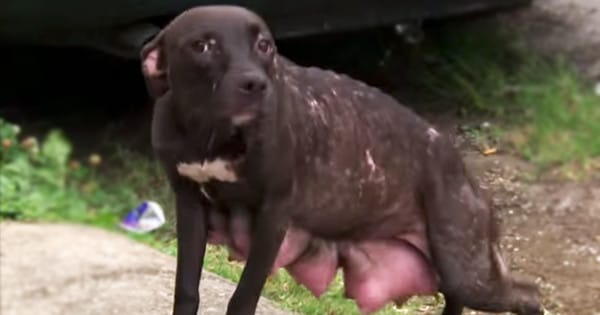 A Starving Pregnant Dog's Reaction To Rescuers Showing Up Will Leave You In Tears