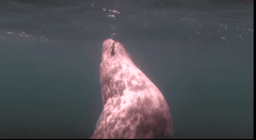 Diver Doesn't Understand What Seal Wants Until It Grabs His Hand
