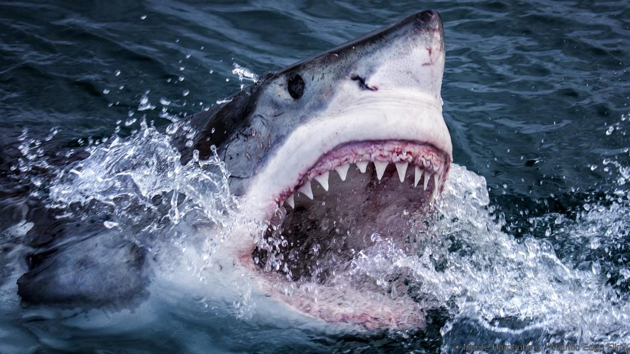 Enormous Fossilised 'Supershark' Unearthed In Texas