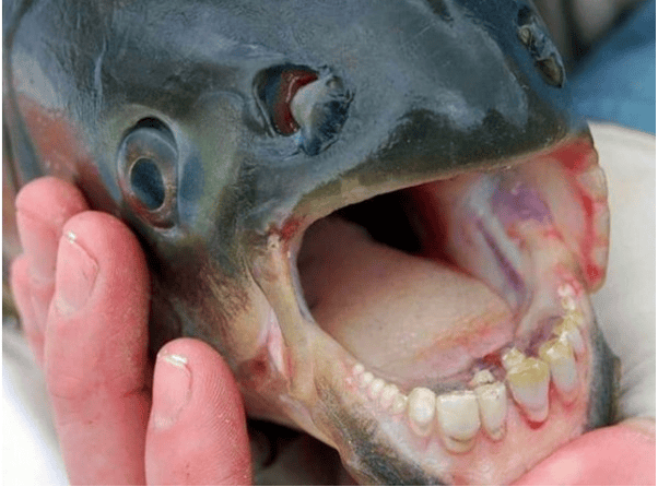 Fish With Human Like Teeth And Taste For Testicles  Found In Popular US Lake