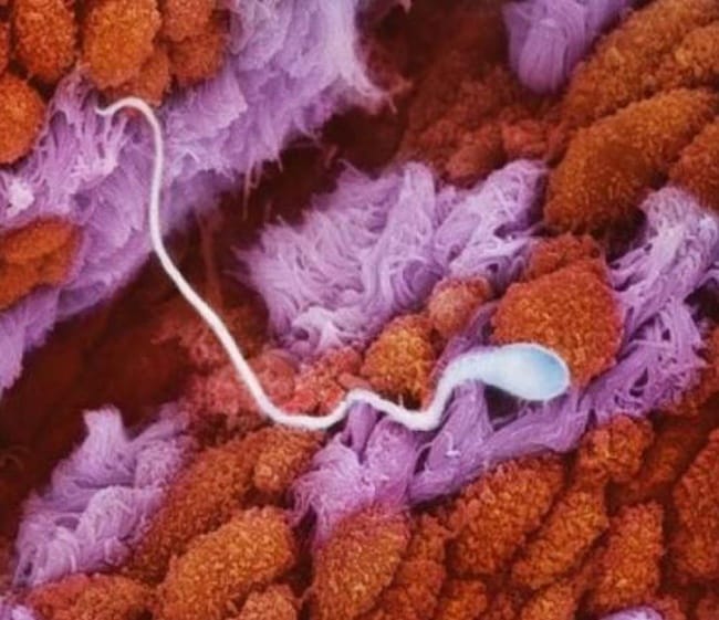 How A Child Is Born