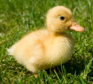 Nobody believed him when he described this duckling's morning ritual. So he caught THIS!