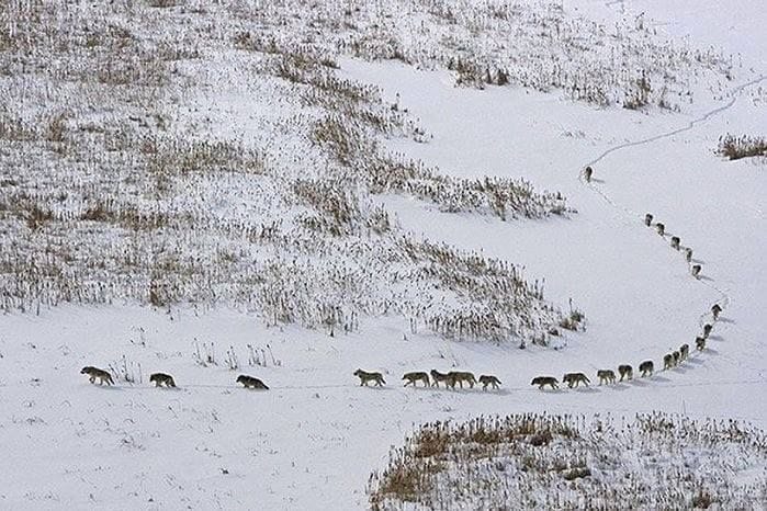 Revealed: Wolf Pack Behavior!