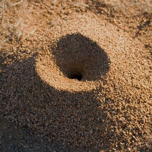 See What A Fire Ant Colony Looks Like Cast In Aluminum  Arc