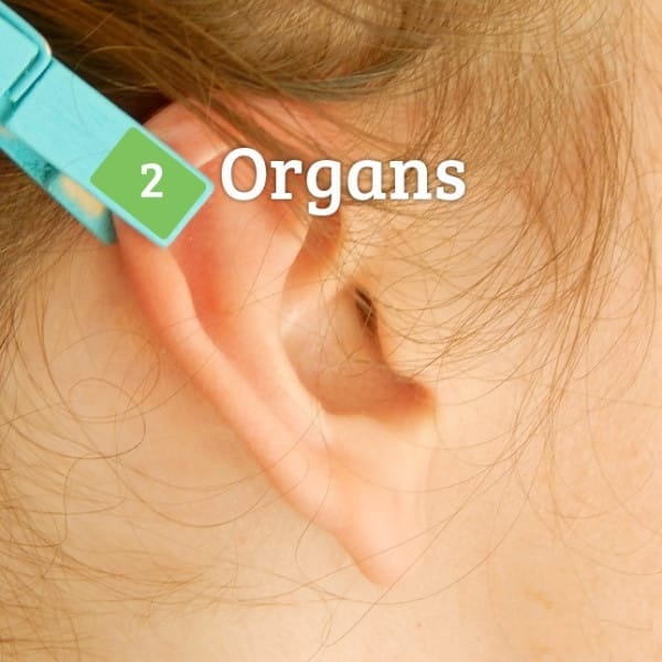 organs