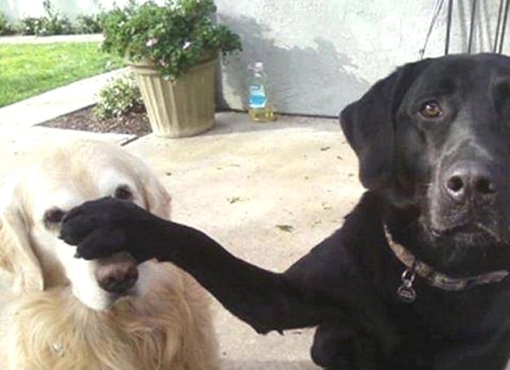 This Is Why Dogs Love To Sit On Your Feet. I Had Absolutely No Idea About This!