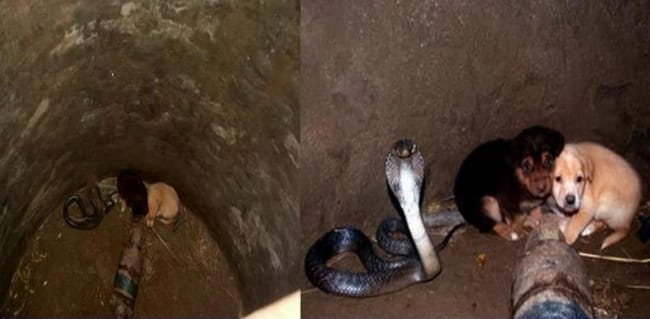 Two puppies fell into a pit with a cobra. Then something incredible happened