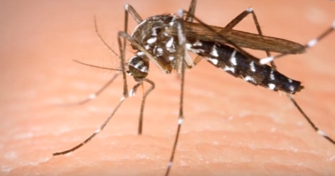 VIDEO: Mosquitoes Used To Ruin My Summer, But When I Learned This Trick..I've Never Been Bitten
