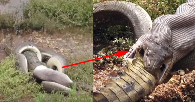 VIDEO: This Video Of A Python Fighting With A Huge Crocodile Will Make You Fear Nature!