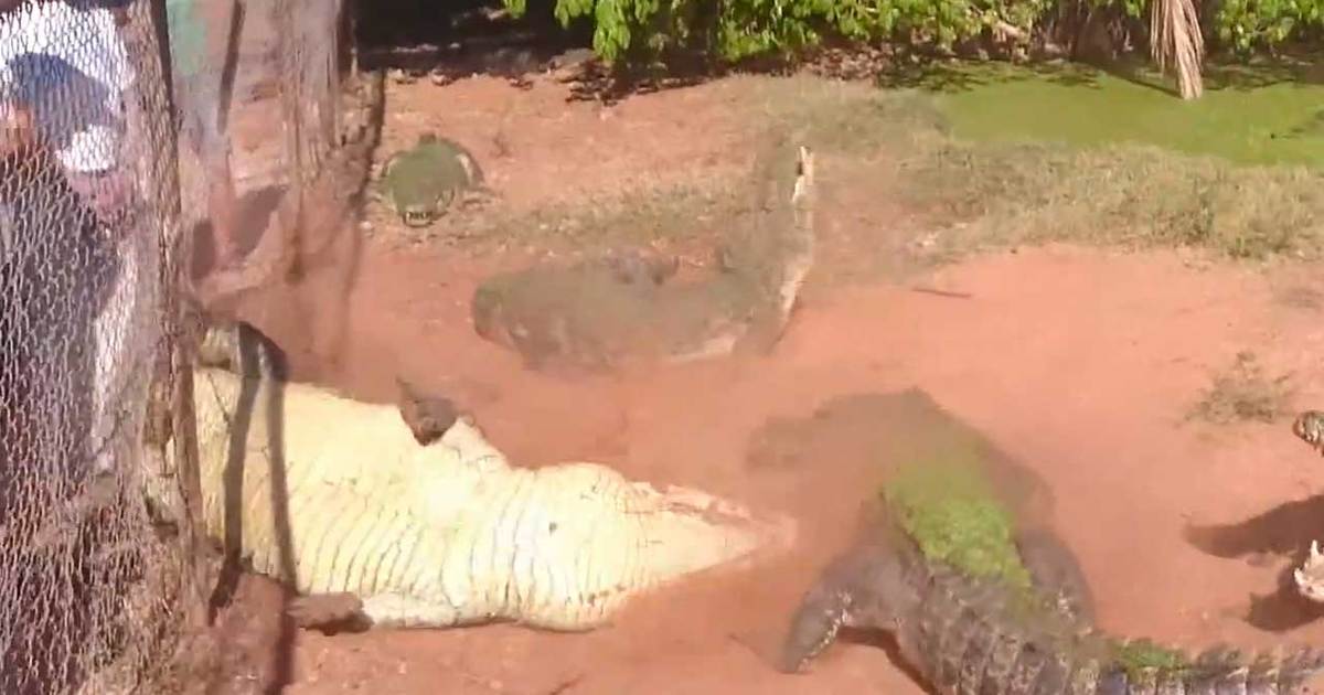 VIDEO: Zookeepers Were In Shock After A Crocodile Did This To His Friend During Lunchtime!