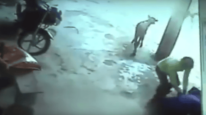 Vicious Thugs Start Stabbing A Little Girl. Now Keep Your Eye On The Cow