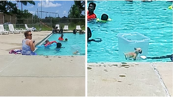 10 Weird Pictures That Are Quite Funny And We Have To Look Twice To Understand It