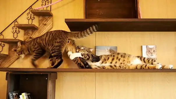 18 Hilariously Dramatic Cats Who Must Get An Oscar For Their Witty Actions.