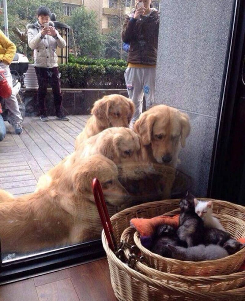 22 ABSURD IMAGES THAT WILL MAKE YOU GO WAIT, WHAT